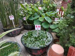 -荔湾湖公园