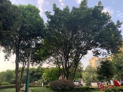 -神仙树公园