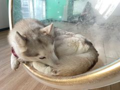-Husky Go! 哈士奇体验馆·宠物咖啡厅狗咖