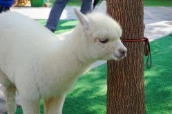 -萌宠亲子动物乐园(槐房万达店)