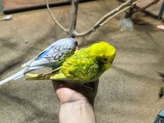 -上海大自然野生昆虫馆(东方明珠·爬宠昆虫探索中心)