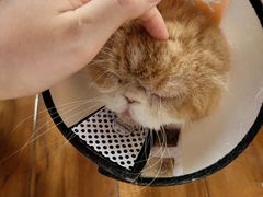 -喵园·猫主题咖啡厅·撸猫·猫咖(国贸店)