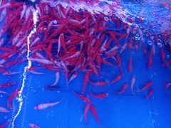 -山东柏宁水族批发广场