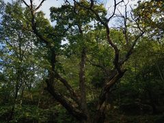 -大岭沟猕猴桃谷风景区