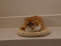 -More Fun猫咖 二十只万元加菲主题