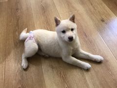 -柴犬小屋·柴餐厅·狗咖食堂(金鼎广场店)