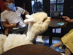 -猫色咖啡·猫咖