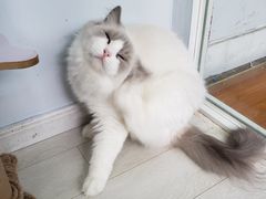 -喵的天空名猫咖啡馆·撸猫·猫舍·用品