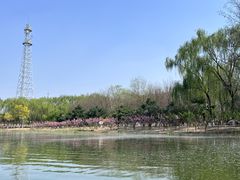 -大兴滨河森林公园