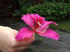 -西双版纳洲际度假酒店兰吧