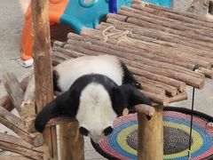-沈阳森林动物园