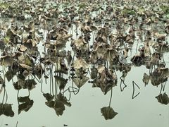 -天津东丽湖风景区