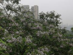 -大渡口区义渡公园