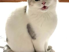 -猫大福·Fortune Cat猫舍(百子湾店)