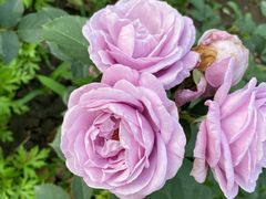 -鹅湖玫瑰文化园