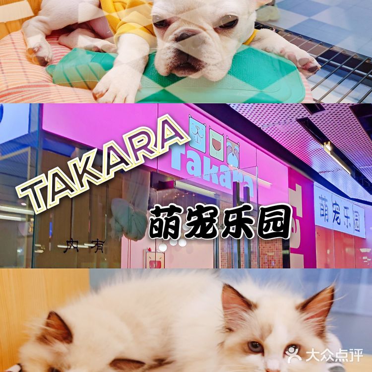 三里屯超火的萌宠店,来和巴拿马水豚亲密接触吧🎀