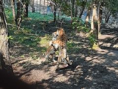 -哈尔滨北方森林动物园