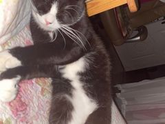 -纳吉亚猫专科动物诊疗中心(蒋宅口分院)