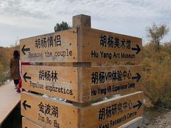 -金塔沙漠胡杨林景区