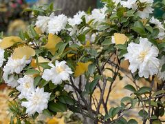 -星巴克(兰桂坊店)