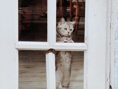 -海边的猫和咖啡馆