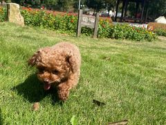 -爱侣宠医·鹦鹉专科·小型哺乳类·异宠专科(灵石路店)