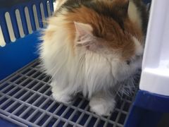 -宠颐生中康贝怡动物医院