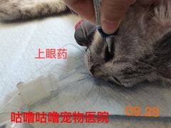 -咕噜咕噜宠物医院·CT·肿瘤科·骨科(前海院)