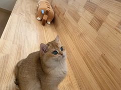 -猫腻·猫咖·撸猫馆(星光大道店)