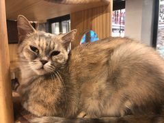 -more than meow吴止猫主题餐厅(承德 中船汇店)