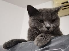 -御宝贝·A梦猫科宠物医院(国际猫友好医院)