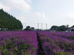 -嘉北郊野公园