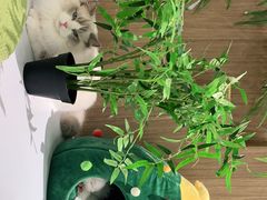 -COLOR PETS 撸猫馆·购猫·猫咖(长风大悦城店)