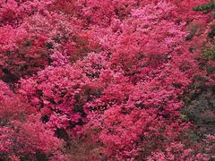 -木兰云雾山