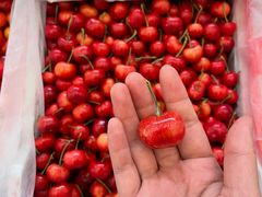 -西郊国际农产品交易中心