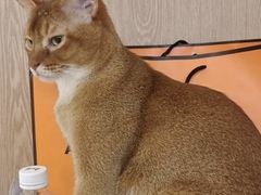 -MOCHA明星猫咖(田子坊店)