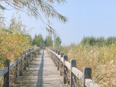 -呼兰河口湿地公园