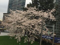-上海环球金融中心-停车场