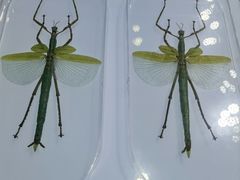 -上海昆虫博物馆