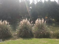 -映月湖中央公园