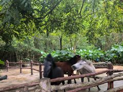 -海南热带野生动植物园