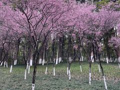 -龙头寺公园