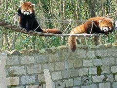 -上海野生动物园
