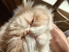 -滚猫咖啡·猫咖·猫友好撸猫(未来城店)