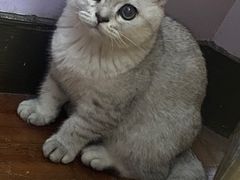 -莘程宠物医院(金山店)