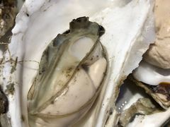 生蚝-渔民船说·北塘海鲜·天津菜·海肠捞饭(北塘古镇店)