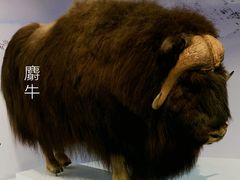 -国家自然博物馆