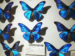 android_upload_pic-上海大自然野生昆虫馆