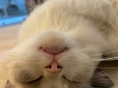-猫咪派对(江南西店)