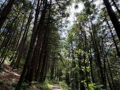 -武陵山森林公园